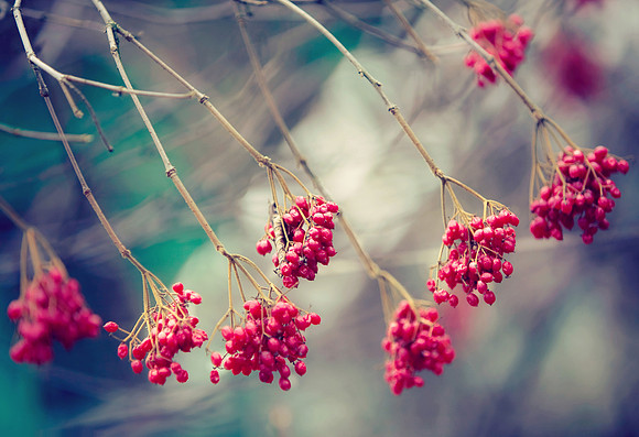 50 Percent Lomo Berries